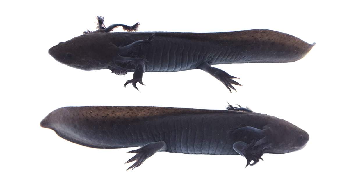 Melanoid Axolotl WYSIWYG