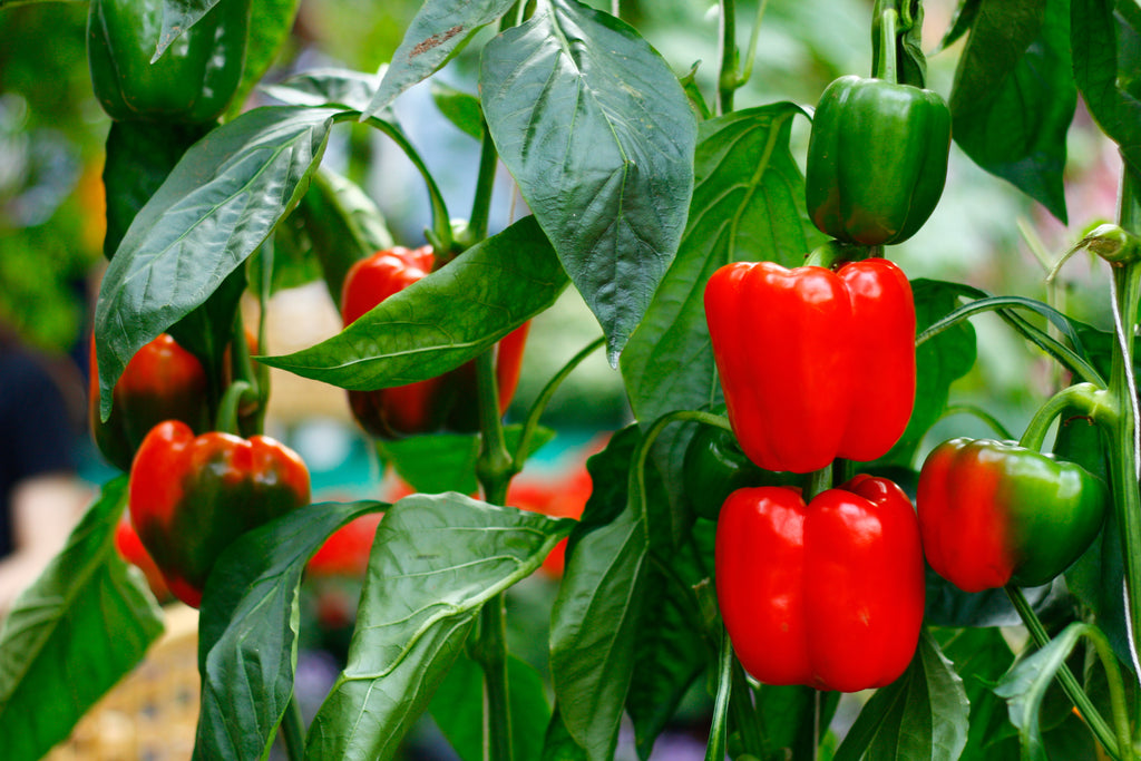 Clone a Pepper Plant - Red & Green