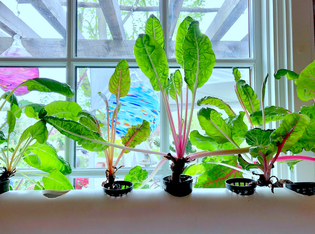 Does Hydroponics Make Plants Grow Faster - Indoors
