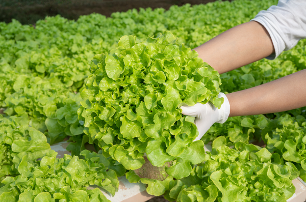 Does Hydroponics Make Plants Grow Faster - Lettuce