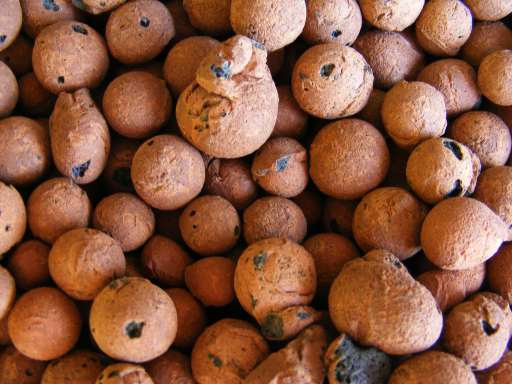 Easiest Plants to Grow Hydroponically - Clay Balls