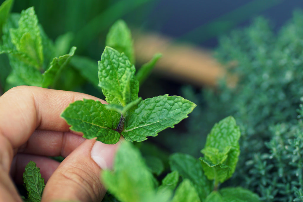 How to Clone a Mint Plant - Mint Cutting