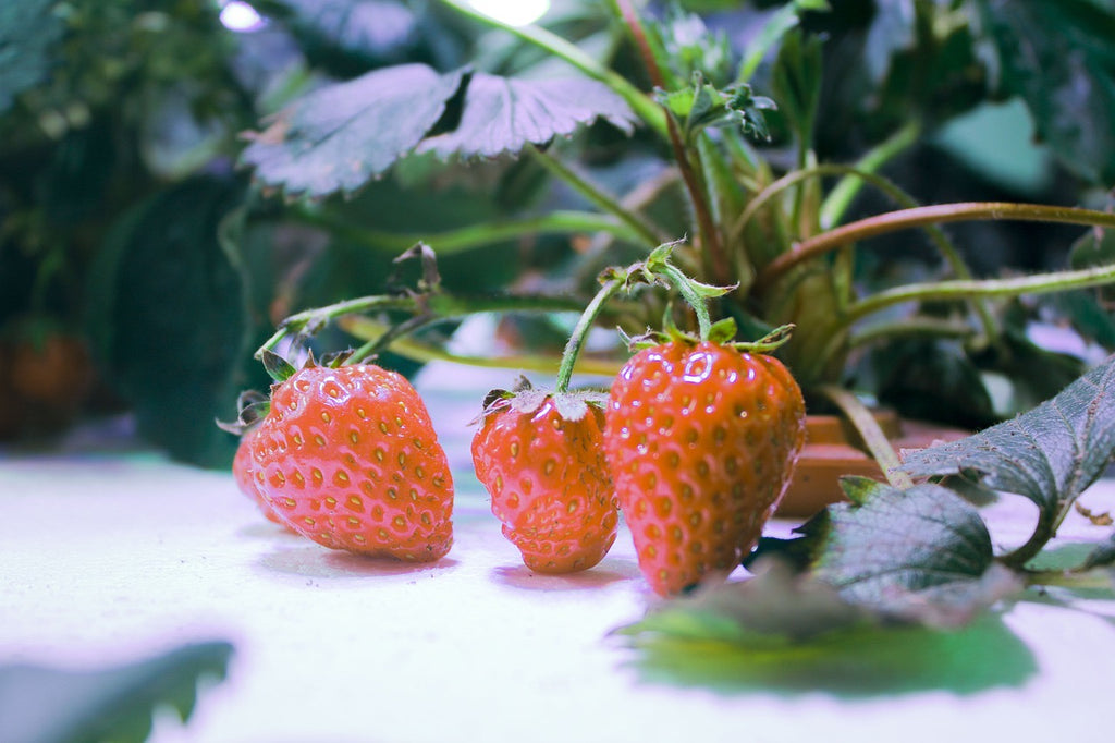 How to Grow Hydroponic Strawberries - Strawberries