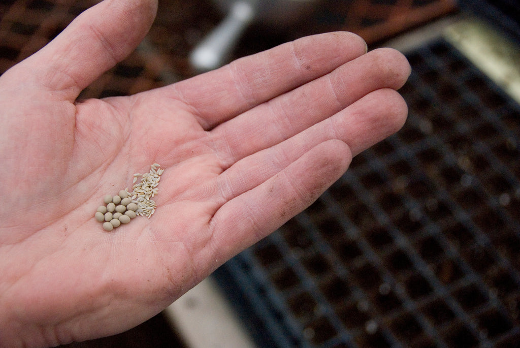 How to Start Hydroponic Plants - Pellets