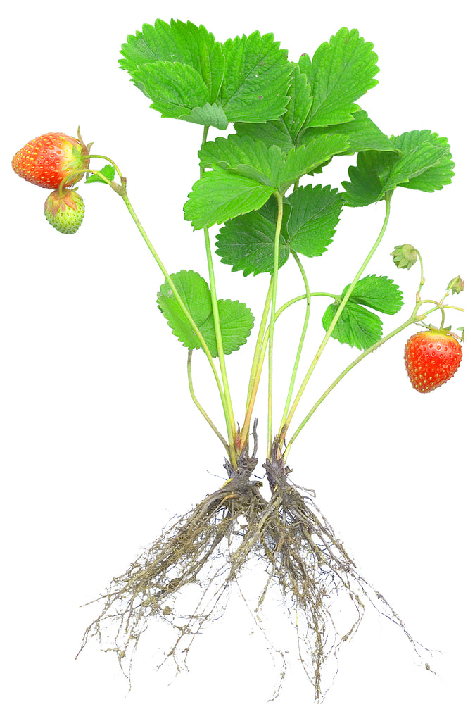 How to Start Hydroponic Plants - Strawberry Seedlings