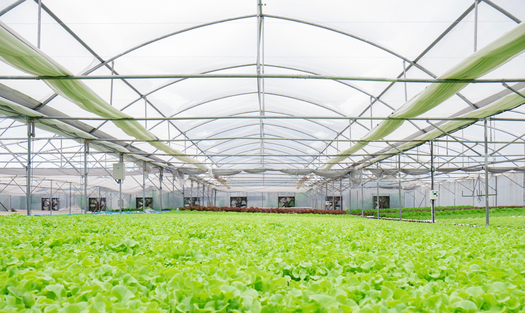 Hydroponic Greenhouse - Lettuce