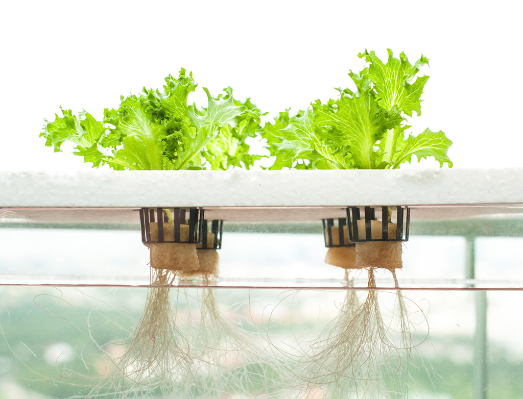 Hydroponic Plant Spacing - Lettuce