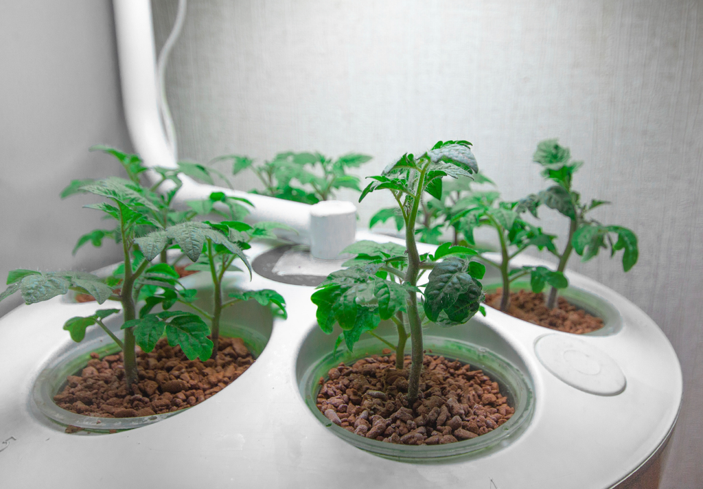 Hydroponic Tomatoes - System