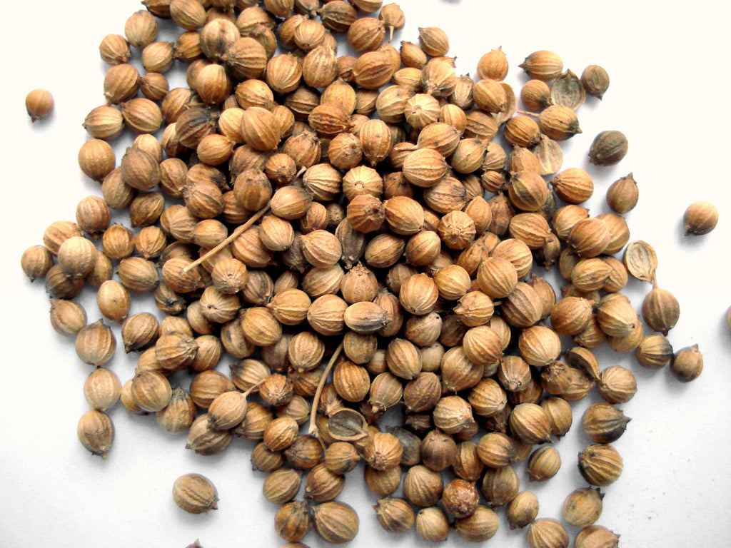 Hydroponics for the Home Grower - Coriander Seeds