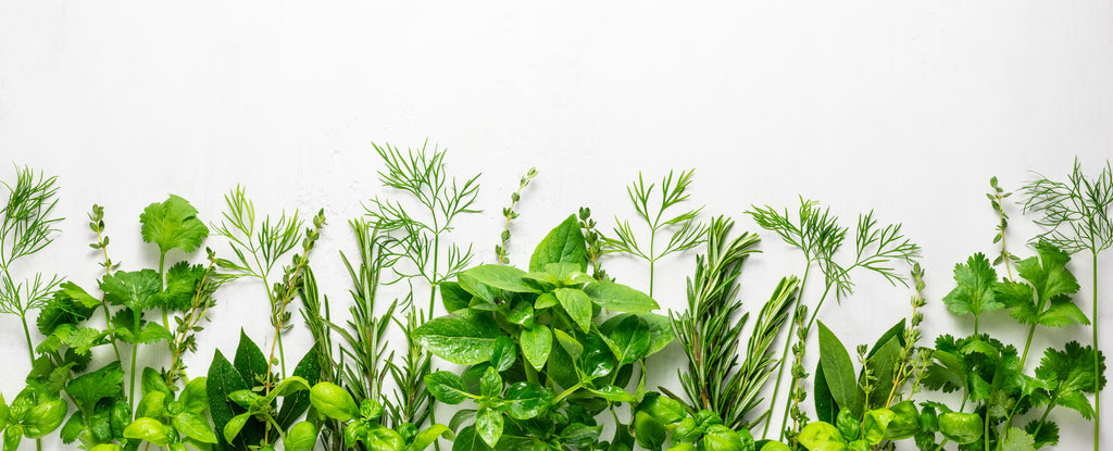 Indoor Hydroponic Herb Garden - Herbs