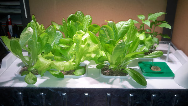 Indoor Hydroponic Kit - Small Kit