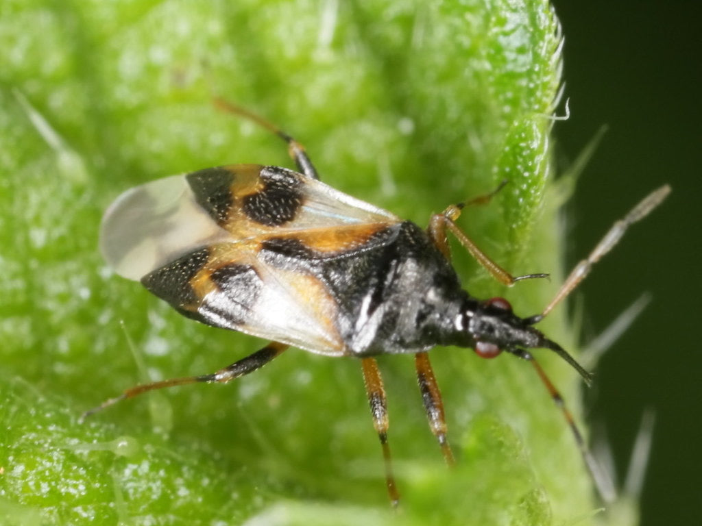 Integrated Pest Management - Pirate Bug