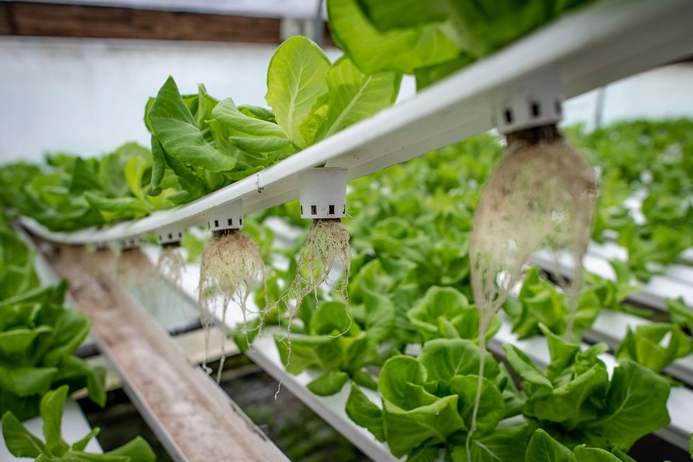 Is Hydroponics Easy for Beginners - System