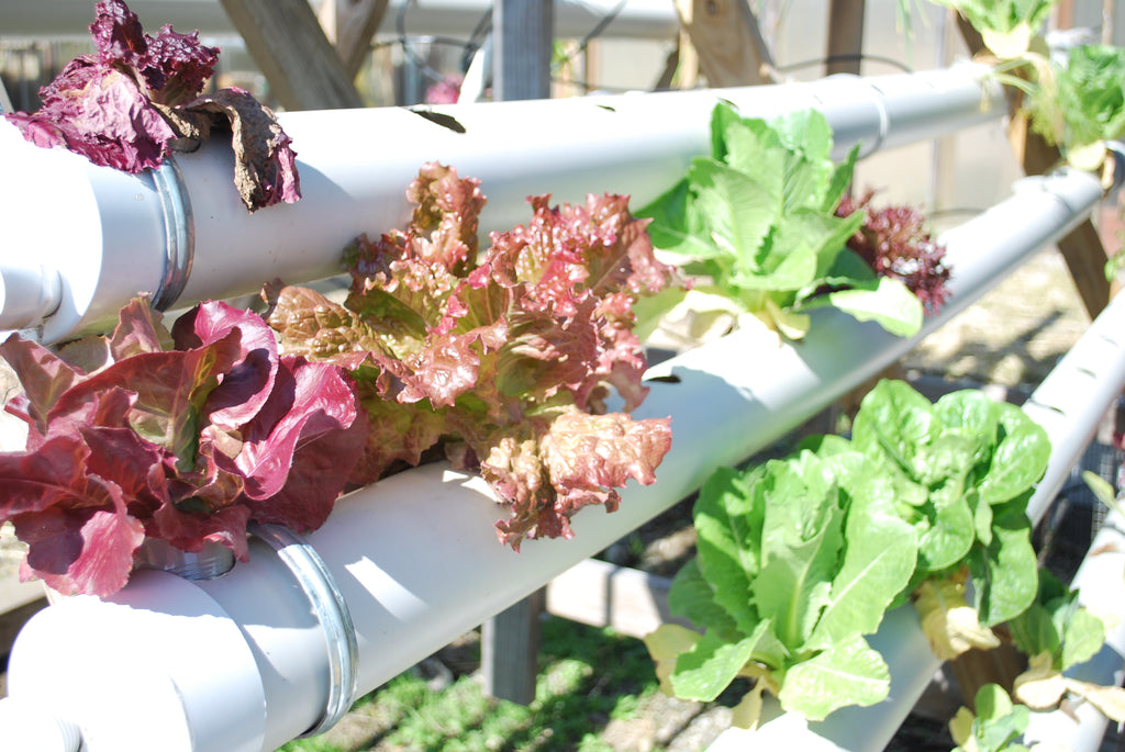 NFT Hydroponic System - Lettuce