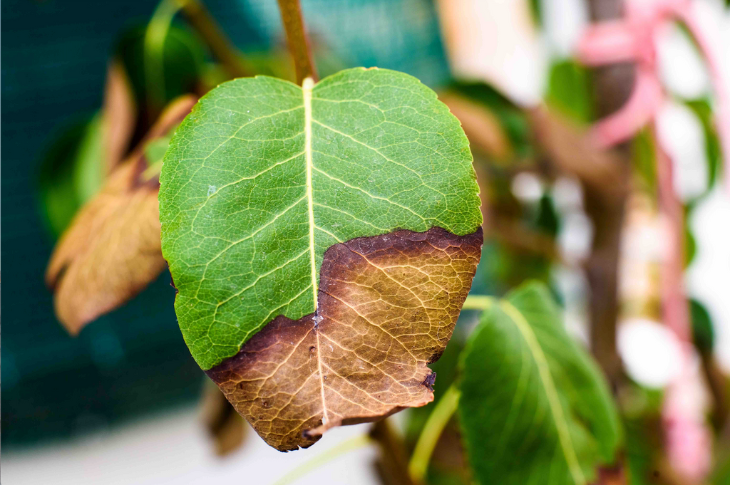 Problems in Hydroponics - Burnt Leaf Tip