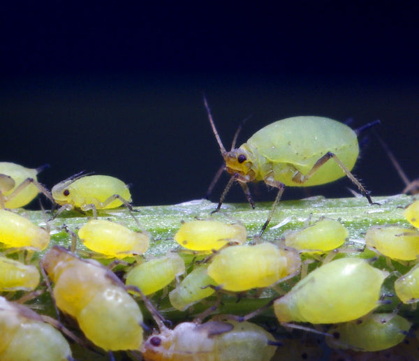 What is Integrated Pest Management - Aphid