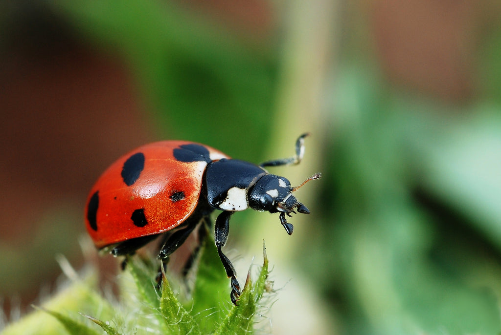 What is Integrated Pest Management - Ladybird
