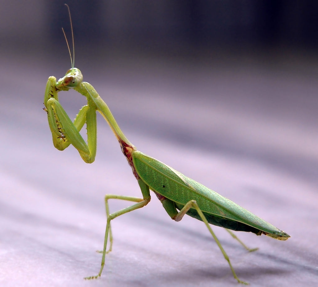 What is Integrated Pest Management - Praying Mantis