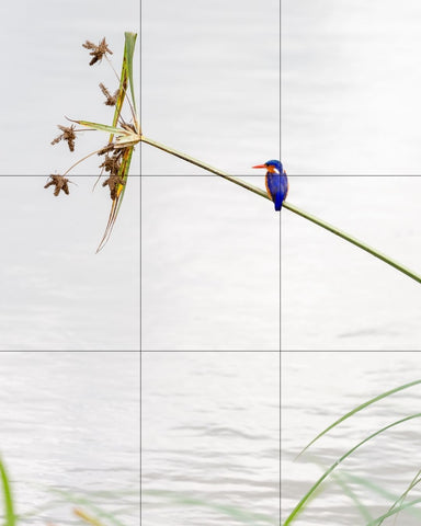 Image of a bird, with a grid overlayed dividing the image into nine equal squares.