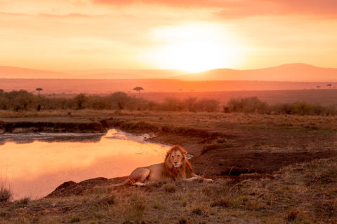 A male lion resting at sunrise next to a pond. The sky and reflection on the pond are vibrant orange.