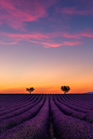 Rows of lavender bushes lead to two trees in the distance, at sunset.