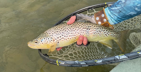 OLDMAN RIVER BROWN TROUT