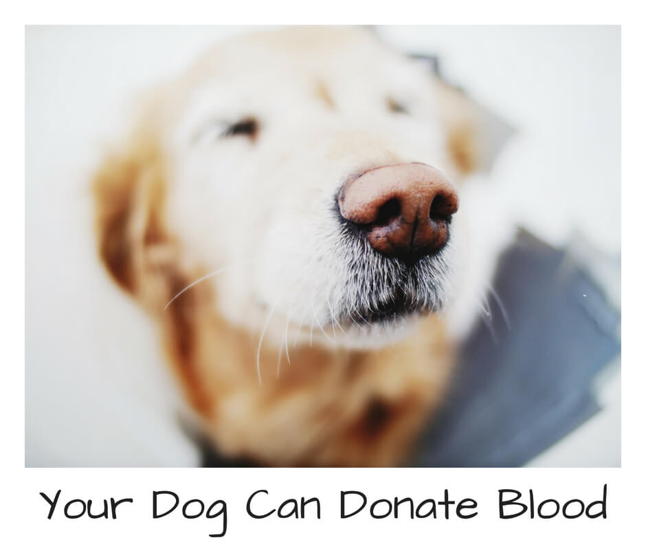 Shilpa Uppalapati Your Dog Can Donate Blood Too! Give