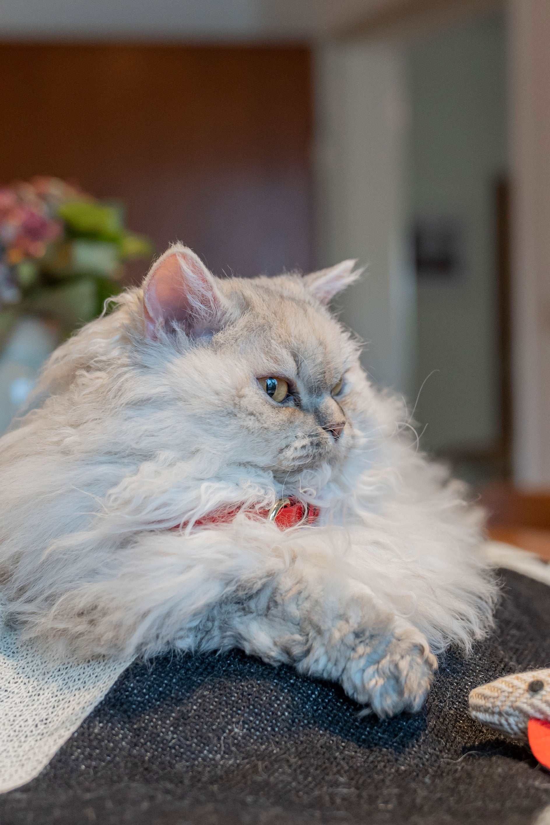 white cat with red collar