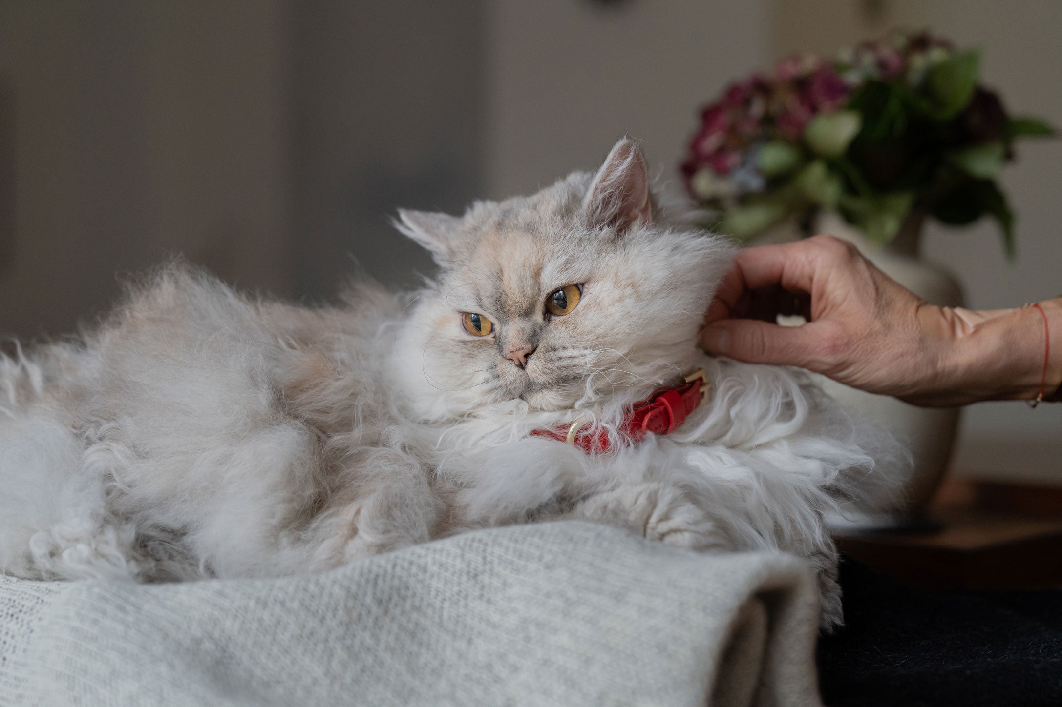 White Sellkirk Rex Cat