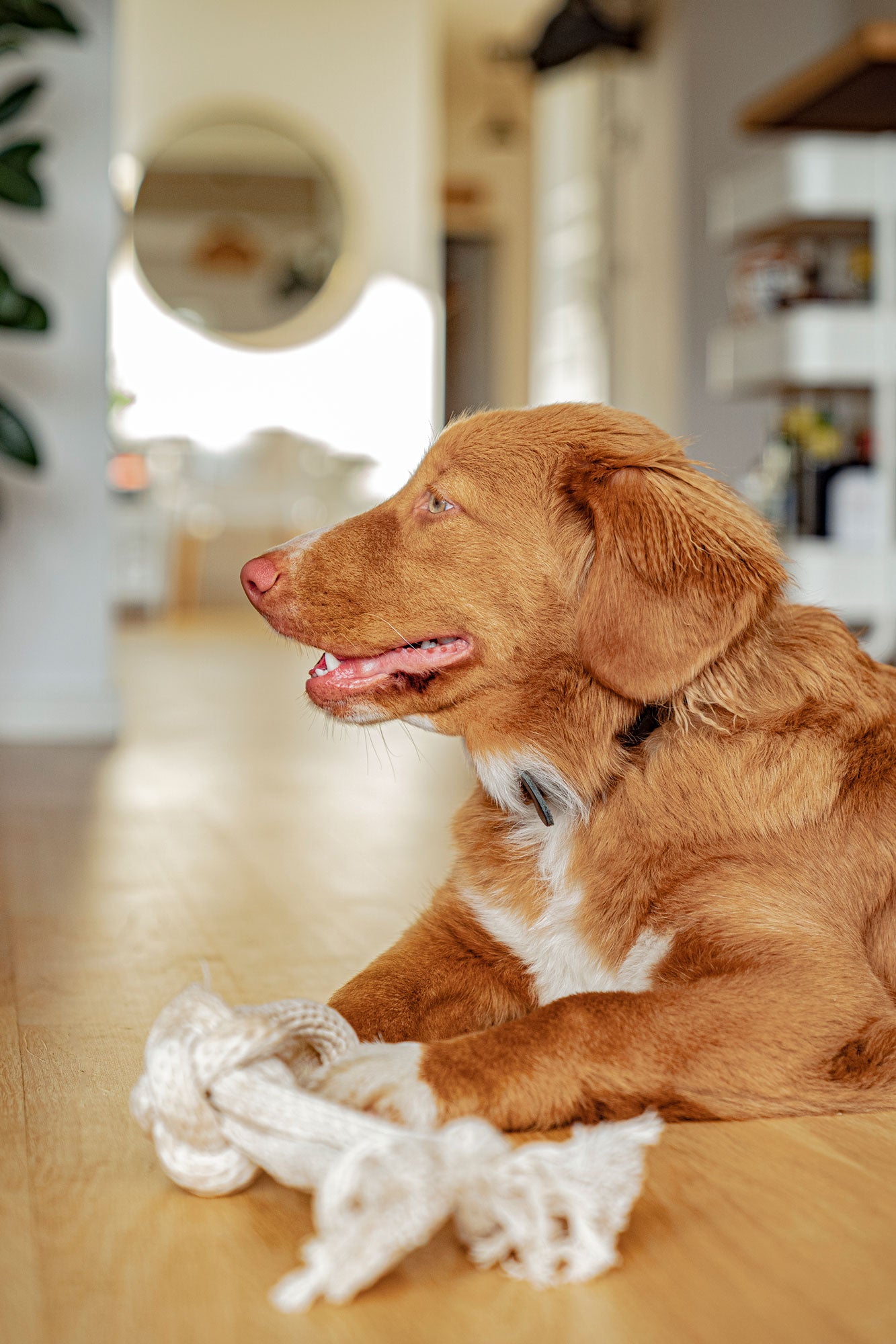 Nova Scotia Duck Tolling Retriever with his Bismarck & Co toy