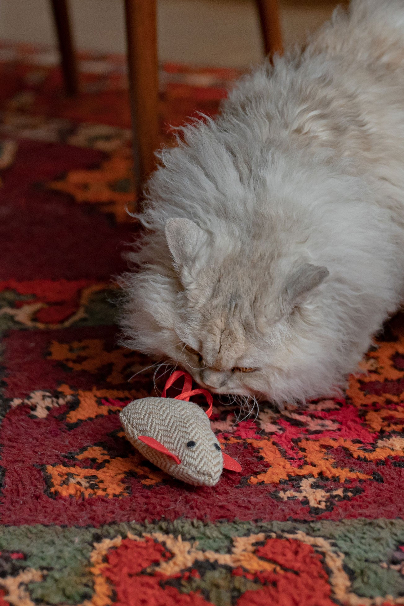 cat playing with cat toy