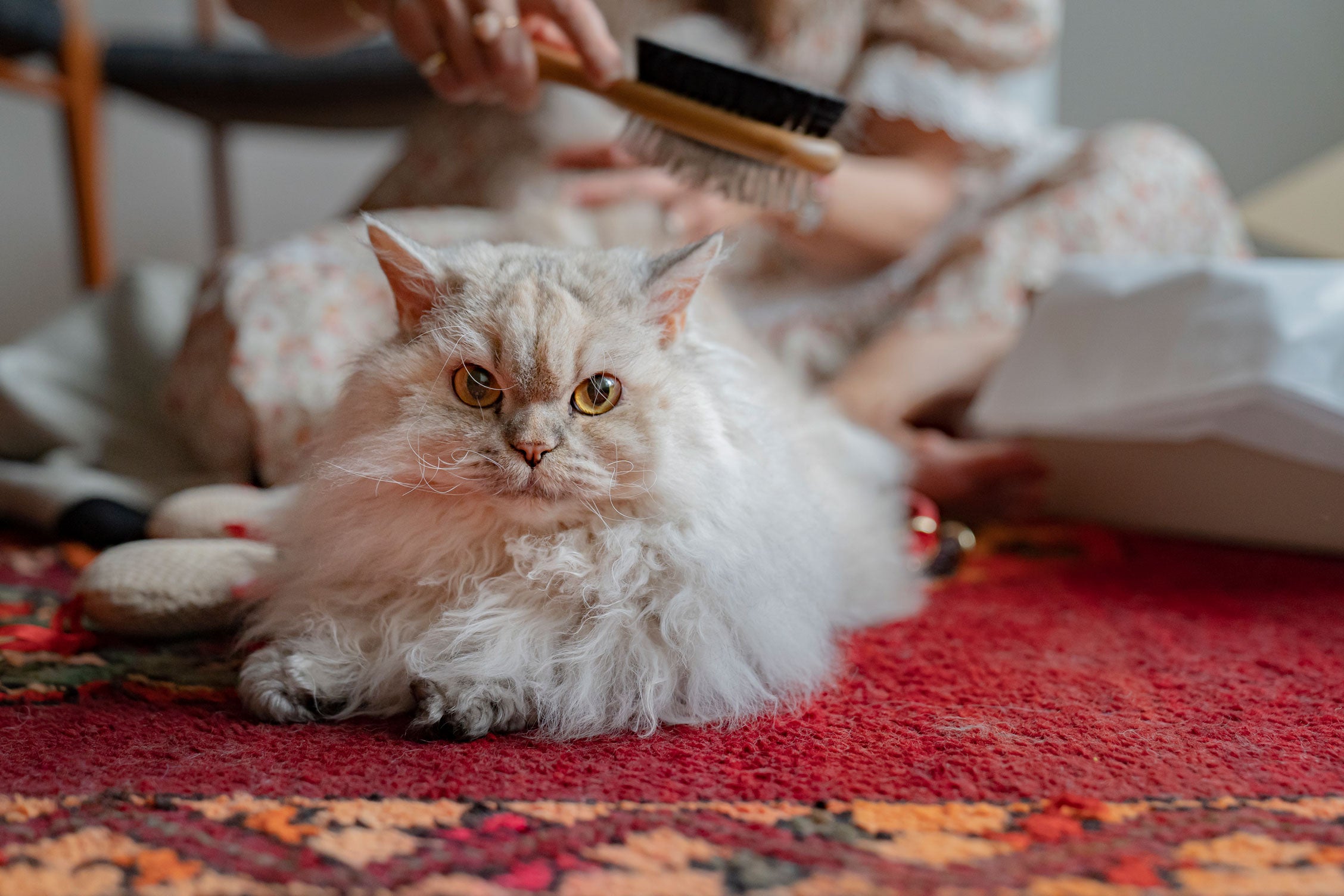 Cat being brushed