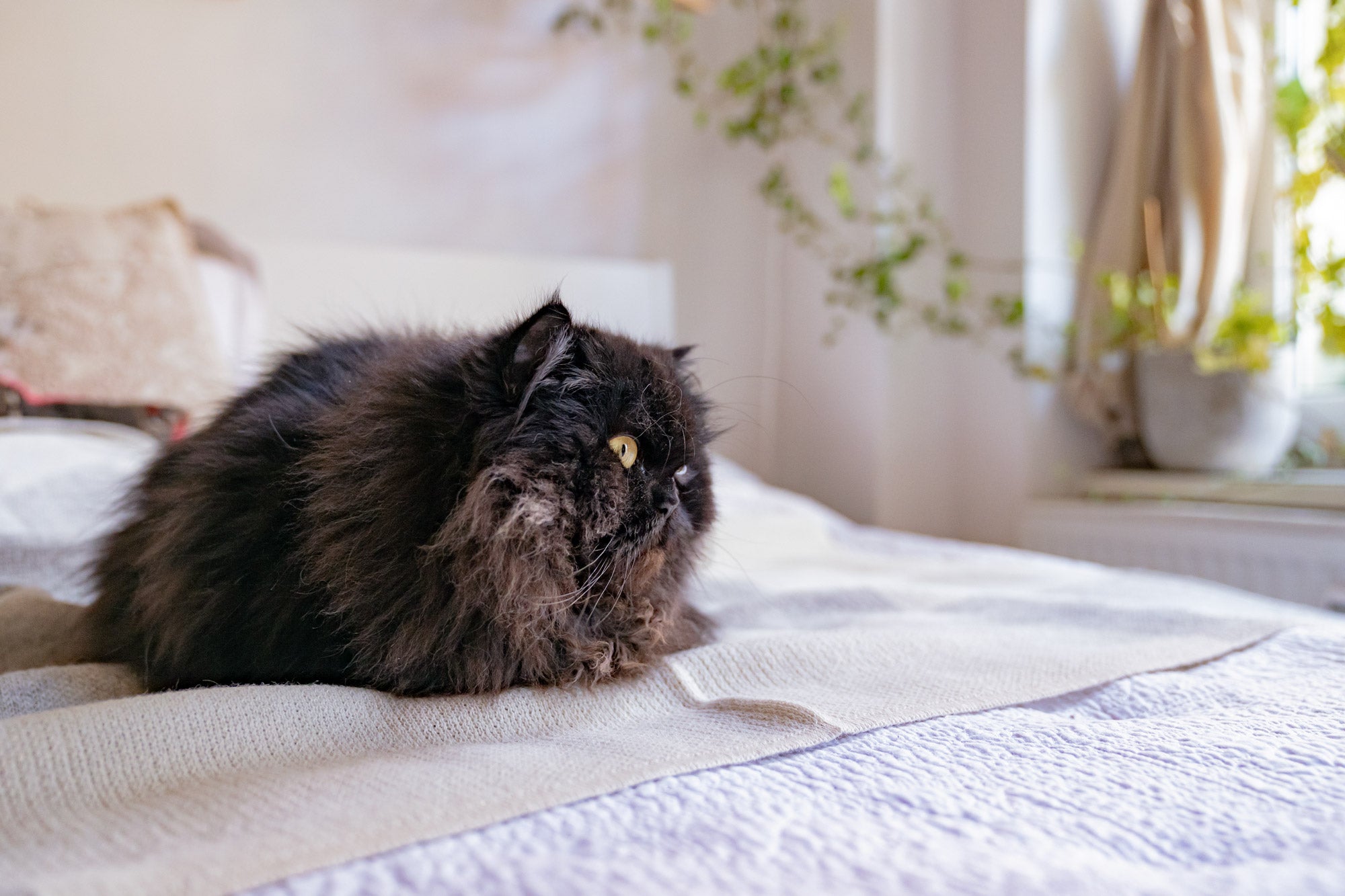 Persian cat on blanet