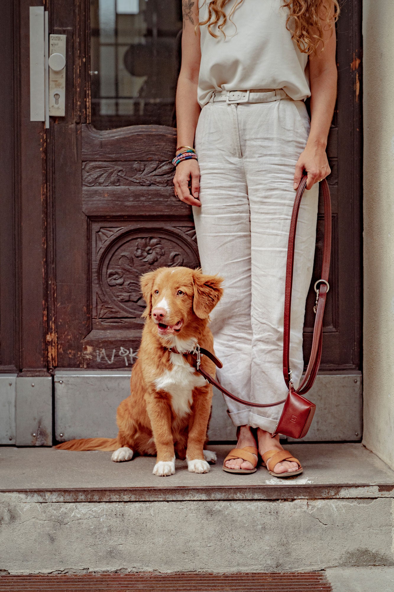 Tolling retriever dog breed on a walking leash from Bismarck & Co