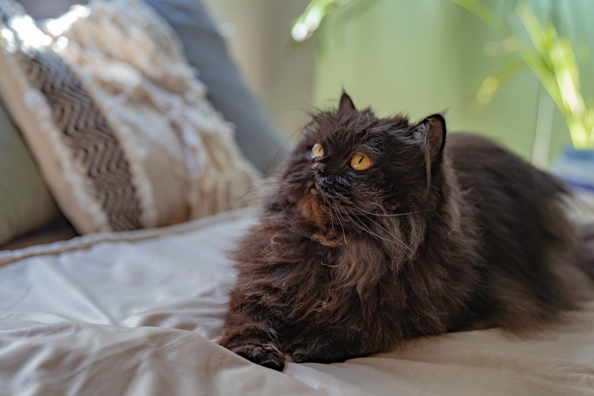 Persian cat on cozy blanket