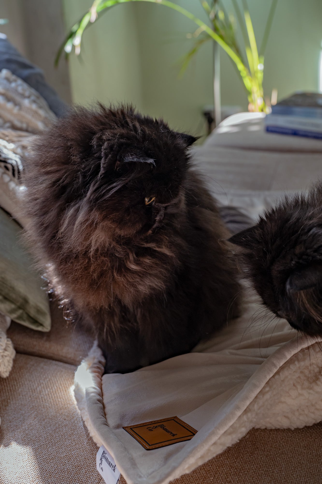 Two persian cats