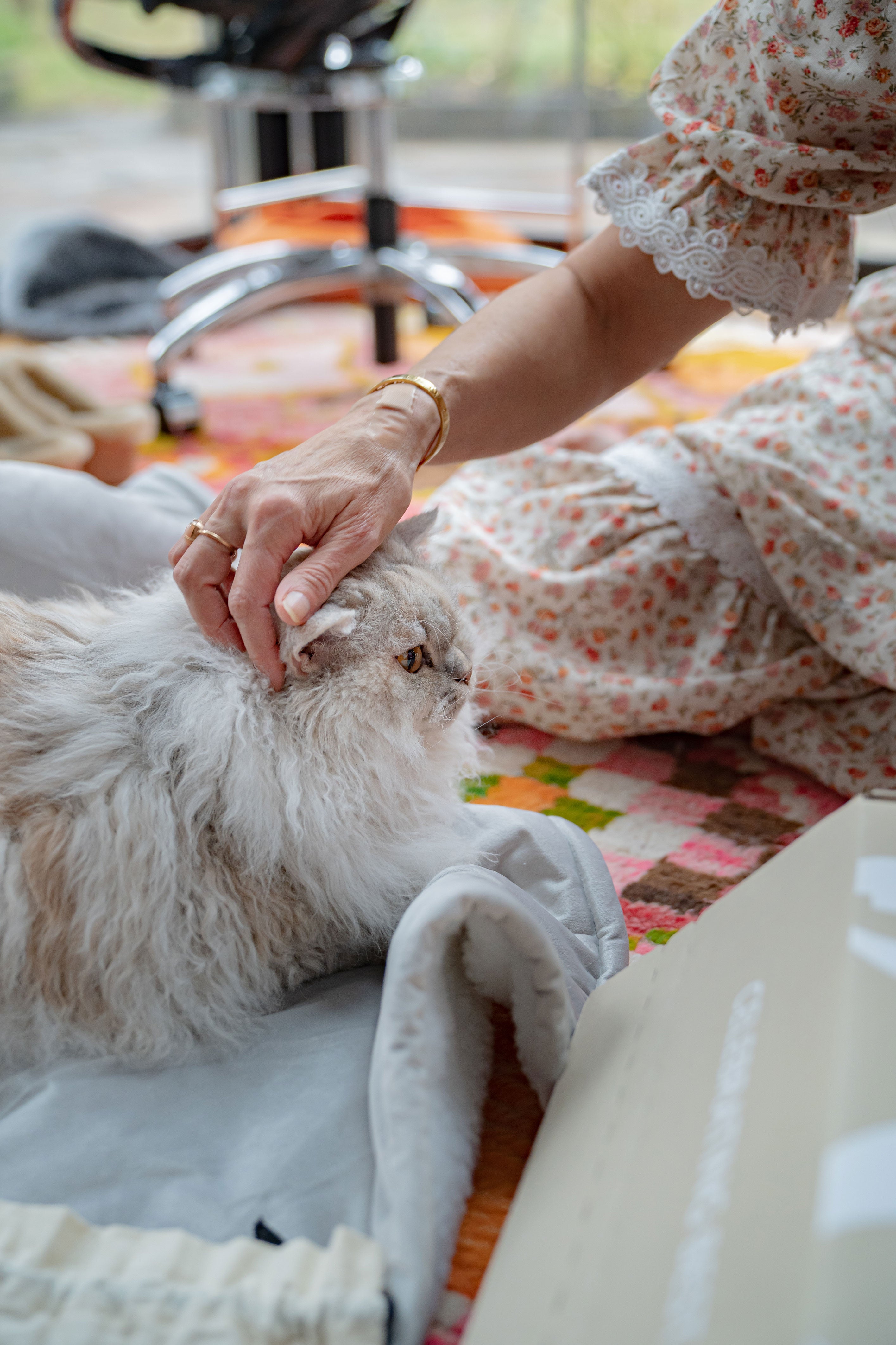 Selkirk Rex cat being stroked