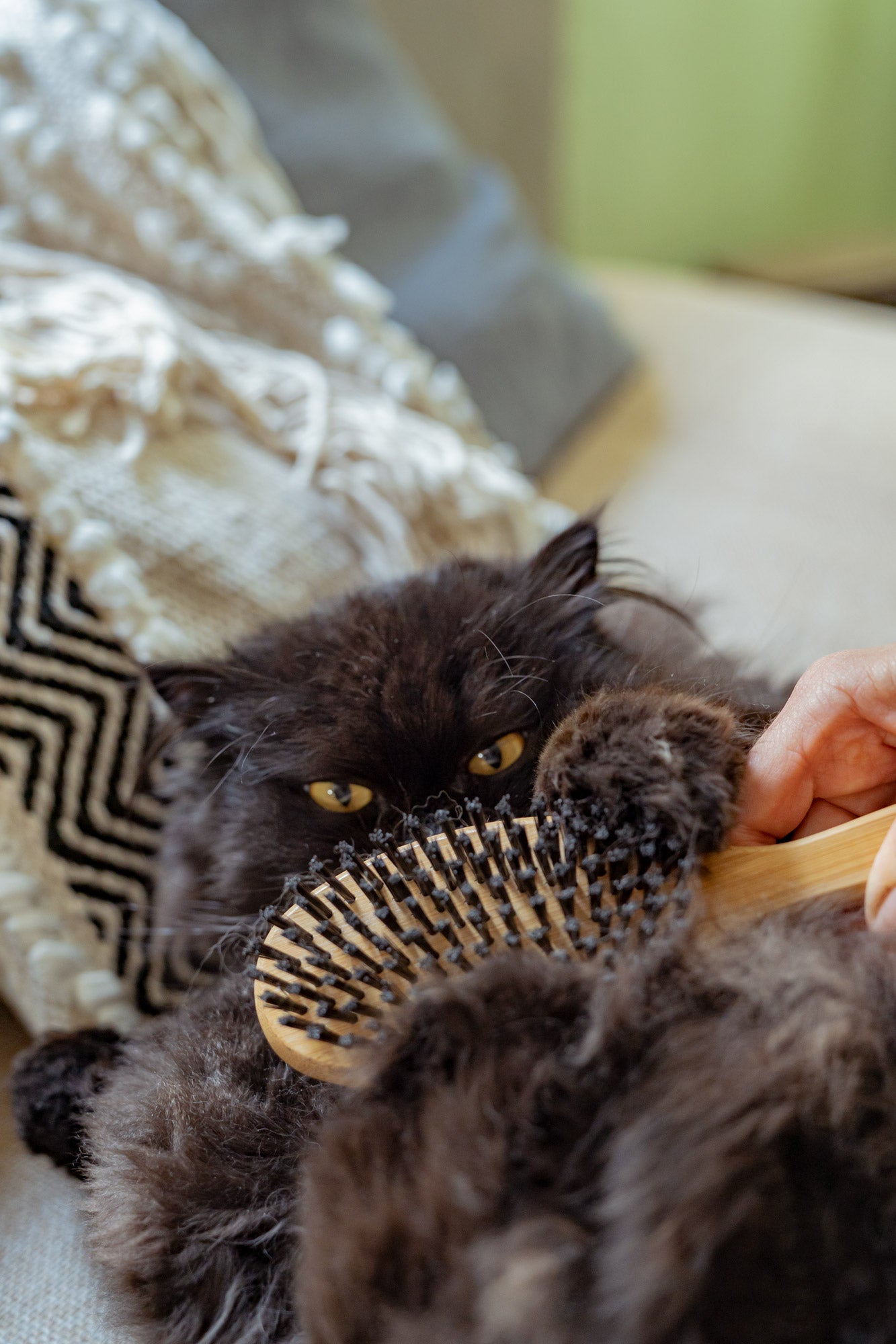 cat playing with cat brush