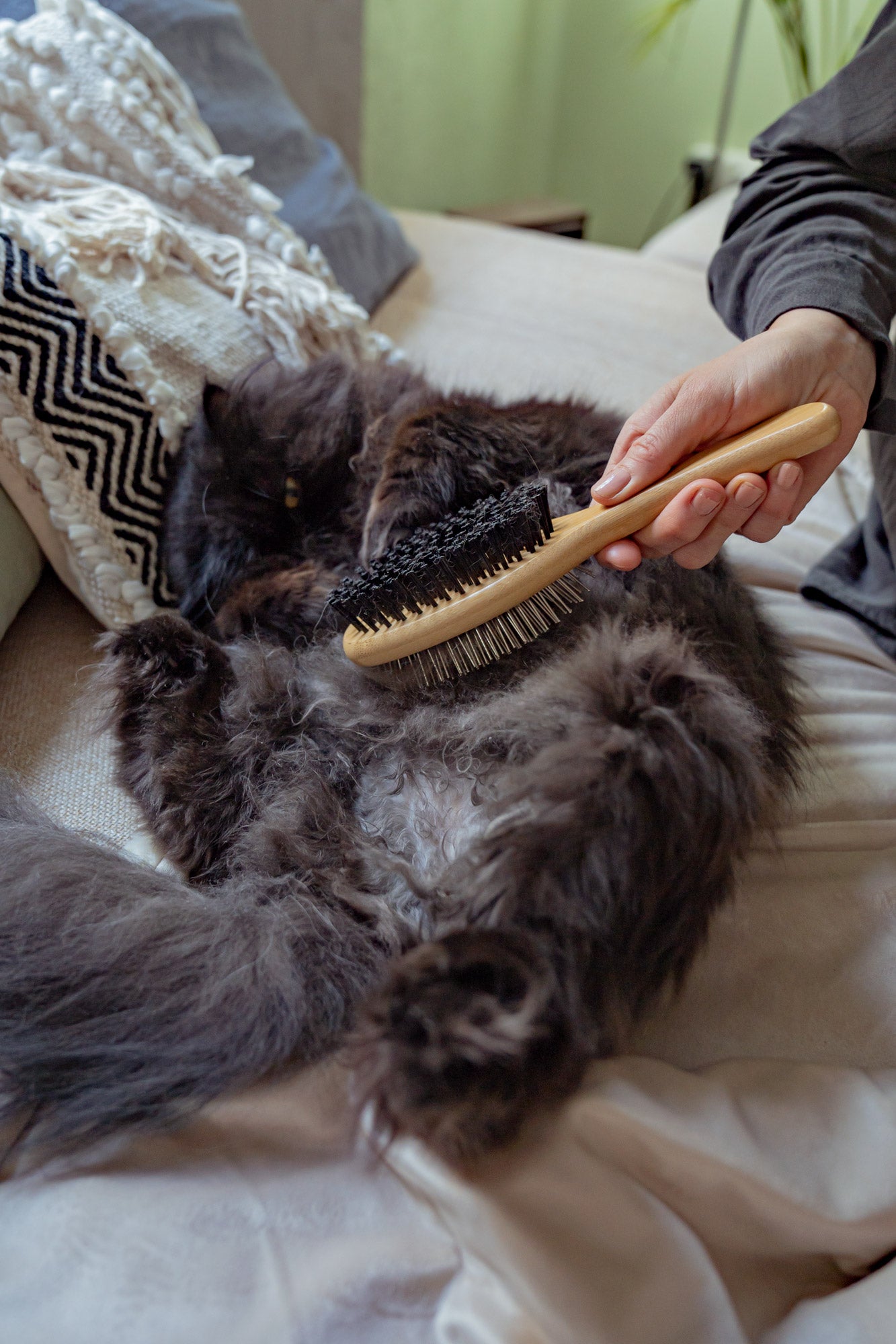 cat playing with cat brush