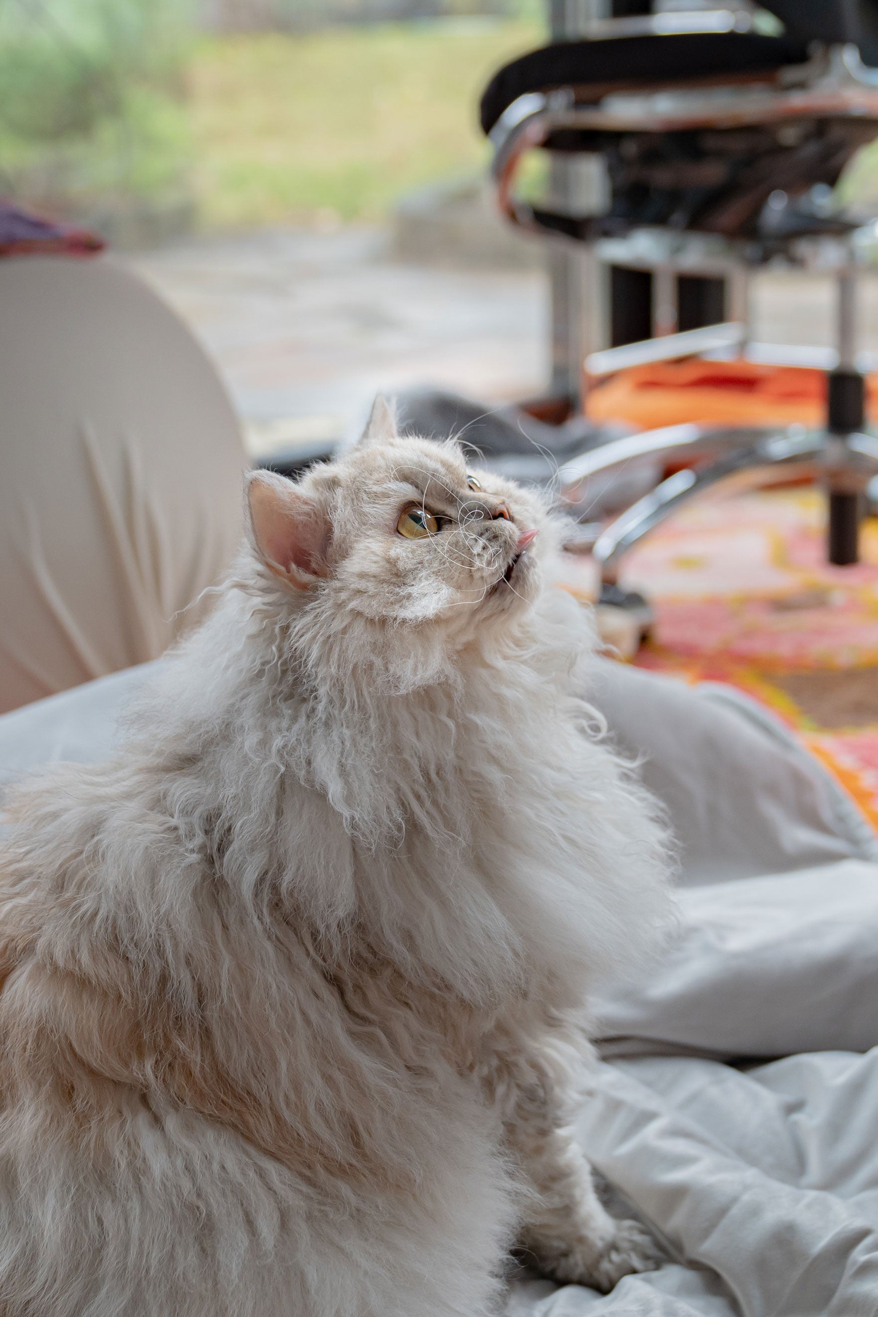 Selkirk Rex Cat expecting treats