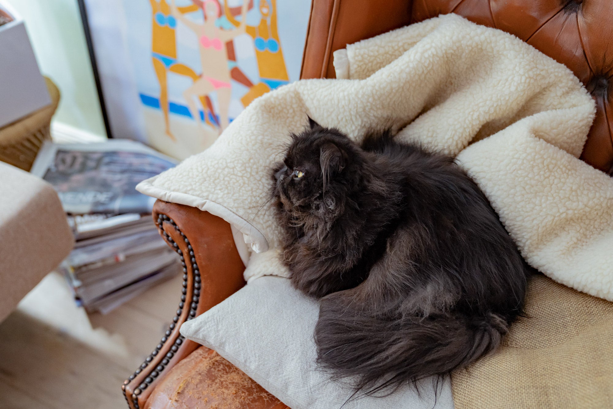 Cat on cozy blanket