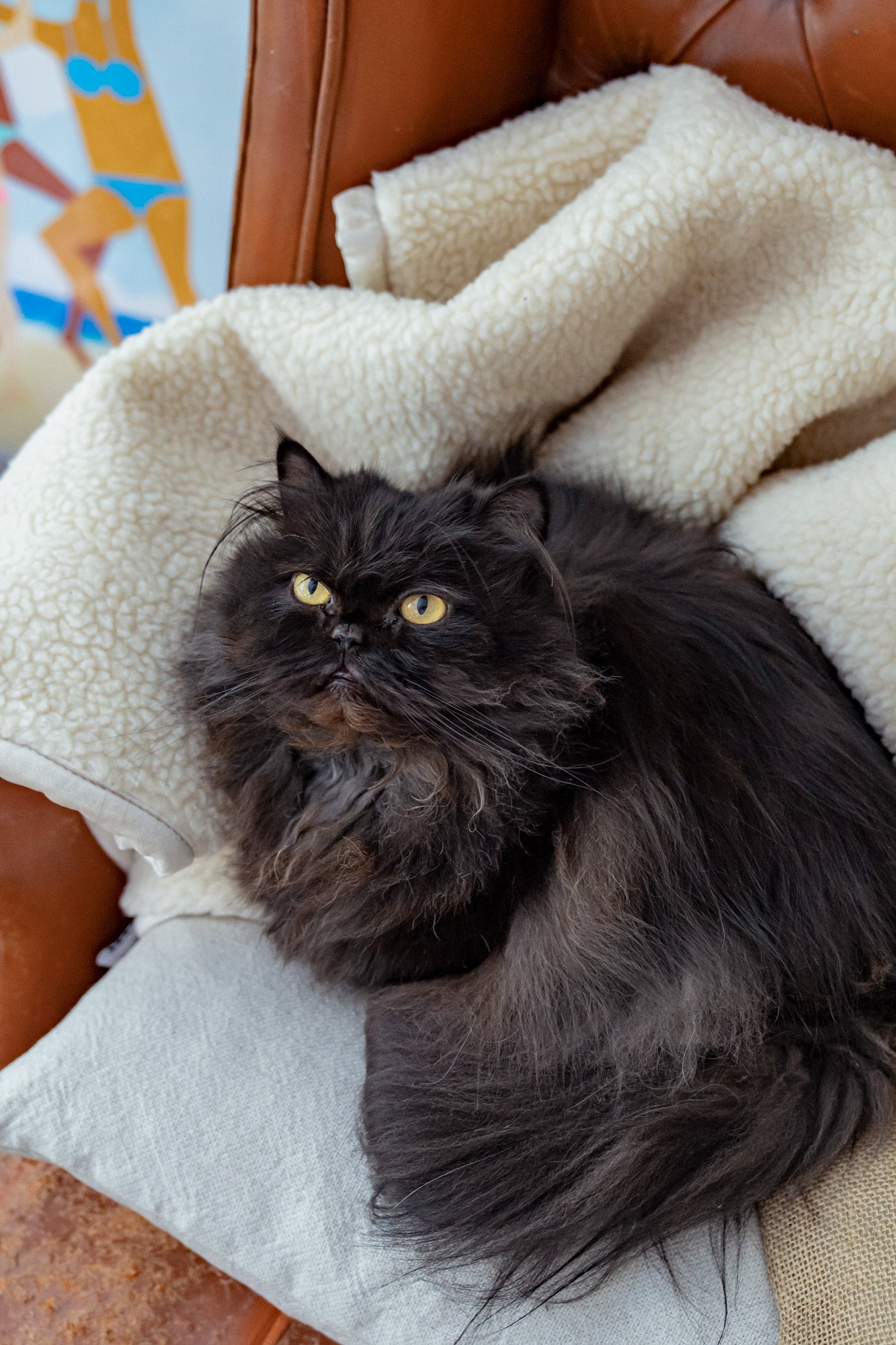 Cat on cozy blanket