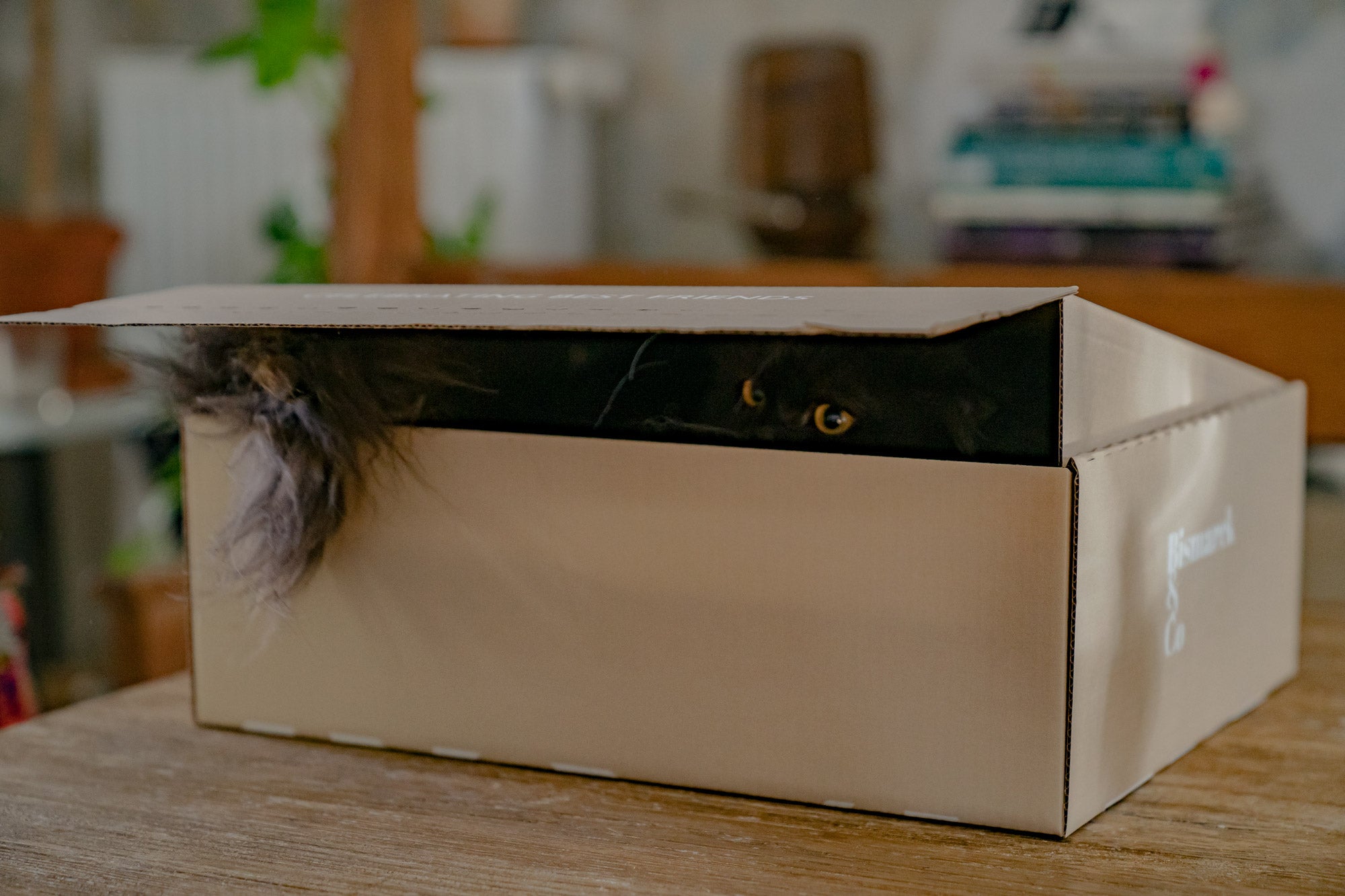 Persian cat hiding in box