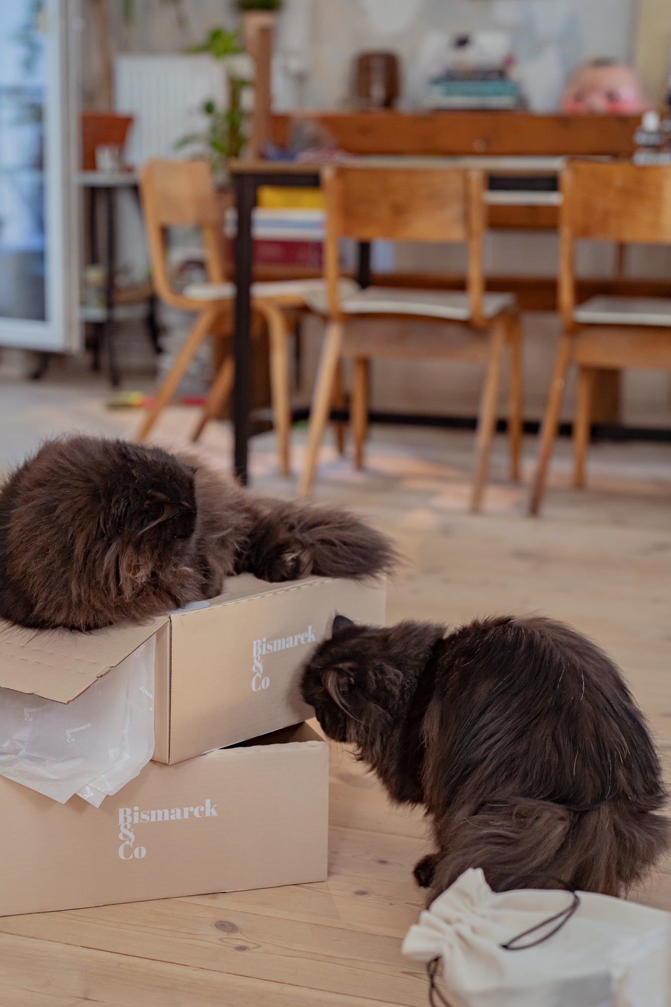 Cats on Bismarck boxes