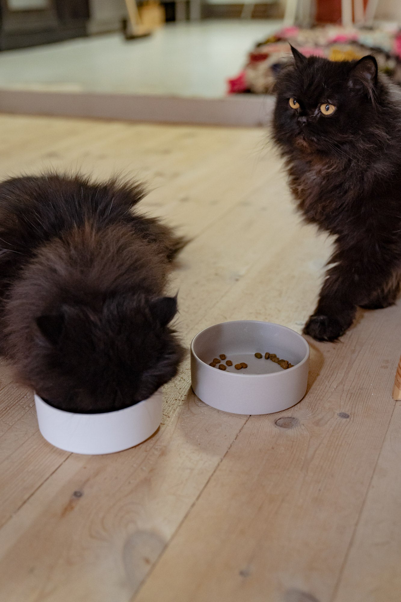 Cats eating out of cat bowels