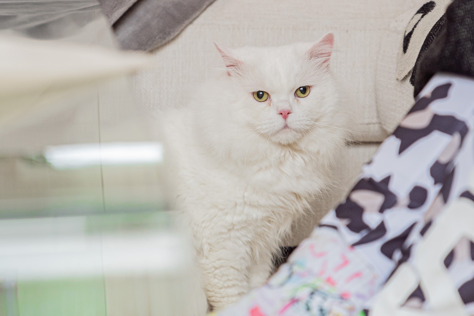 White British Long hair cat