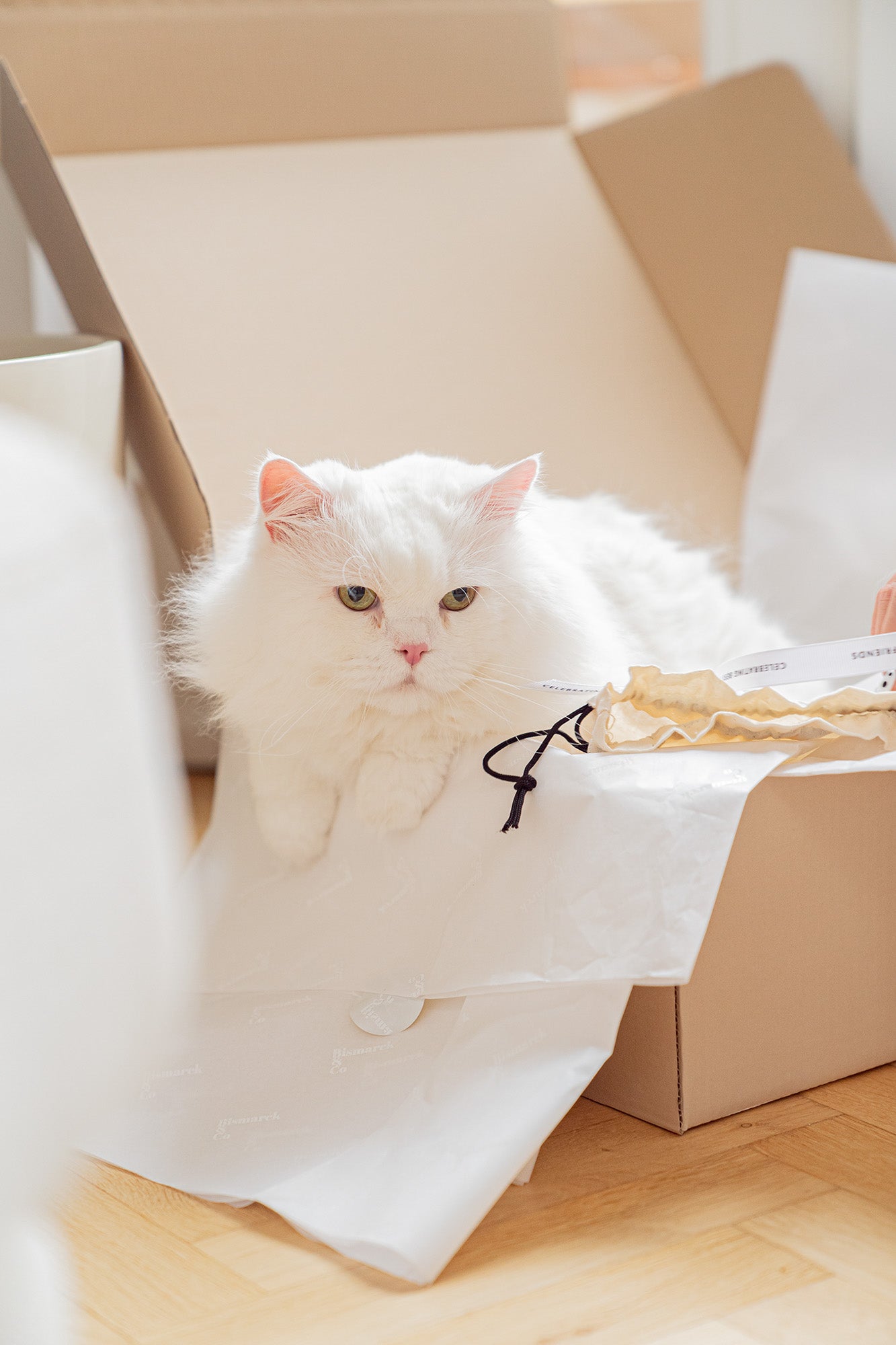 Shiro enjoying his Bismarck box