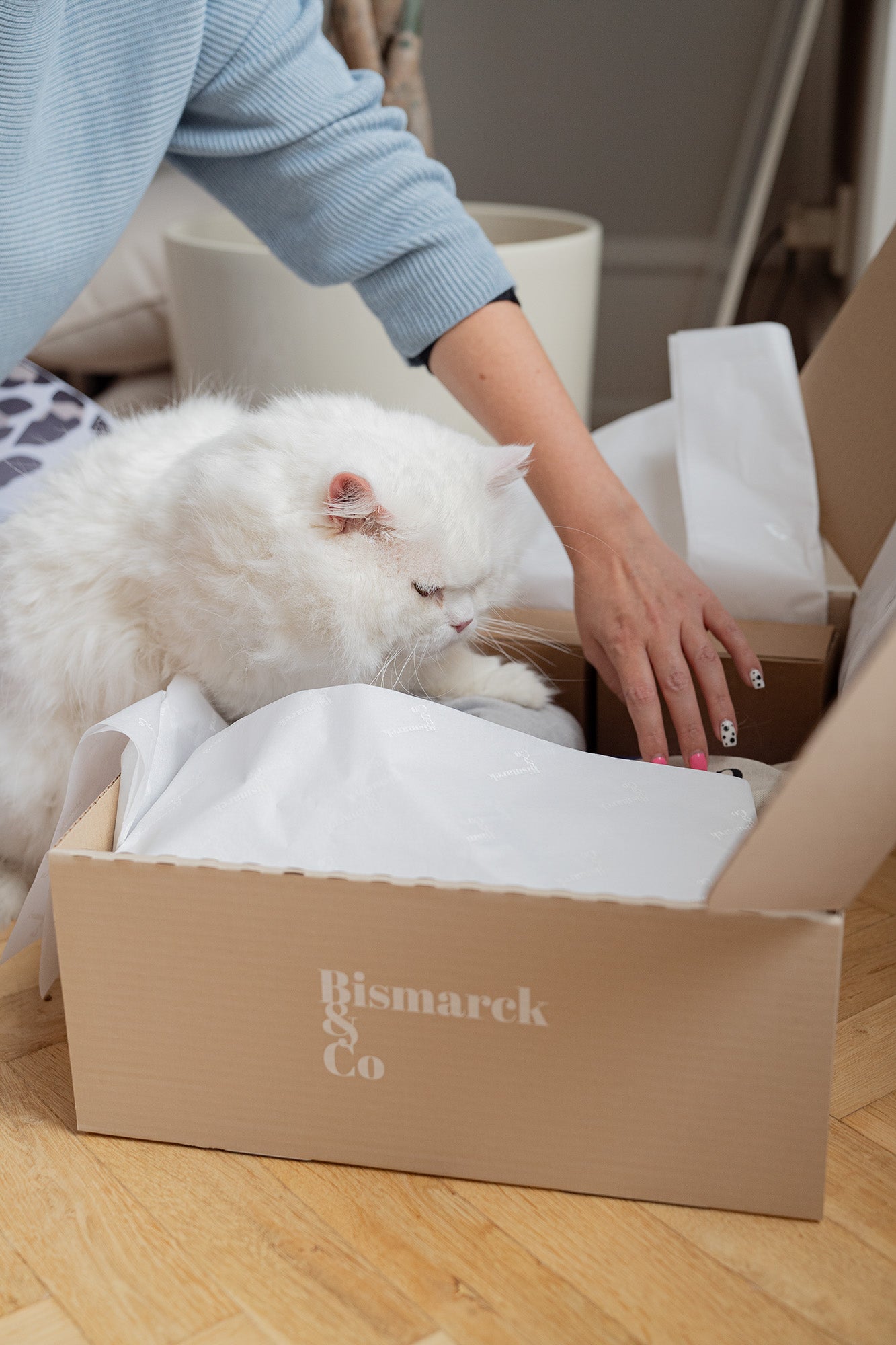 Shiro the cat explores gifts from Bismarck & Co