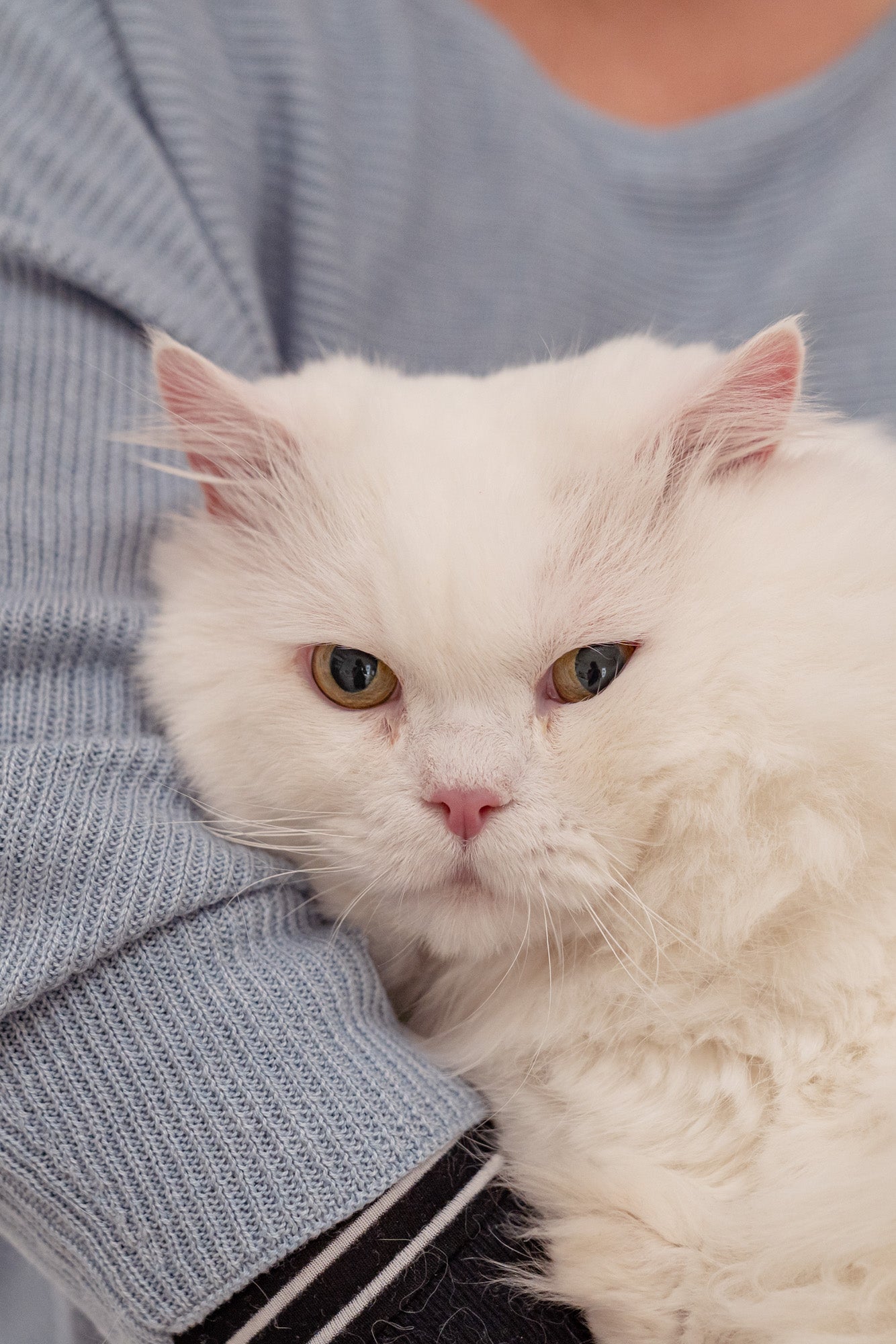 White long haired cat