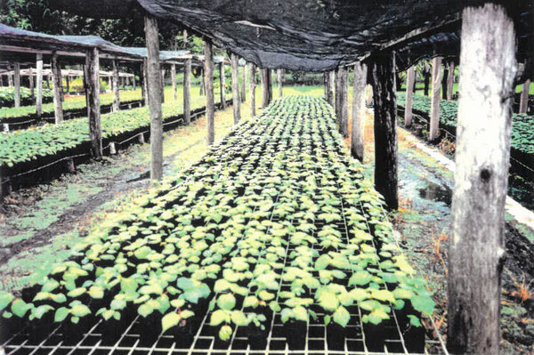 Balsaholzplantage Anzucht der Balsabäume